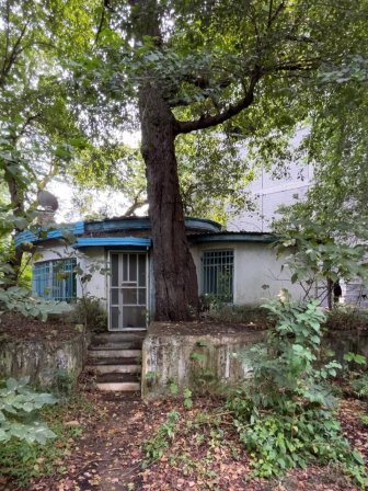 ویلا باغ ۷۰ساله بزرگ و قدیمی-نوشهر-سیسنگان